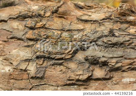 old tree texture old tree texture 44139216