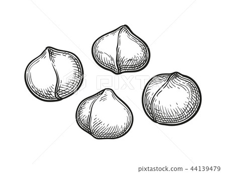 Ink sketch of Macadamia. Ink sketch of Macadamia. 44139479