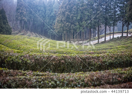 Green tea field, Dae Won, Boseong-gun, Jeonnam 44139713