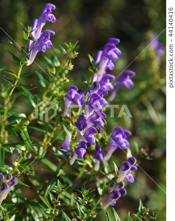 Koganebana領域向上 Koganebana領域向上 44140416