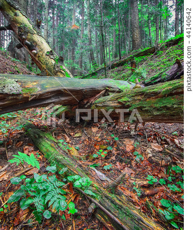 old fallen trees in the forest. old fallen trees in the forest. 44140642
