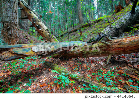 old fallen trees in the forest. 44140643
