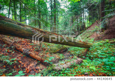 old fallen trees in the forest. old fallen trees in the forest. 44140645