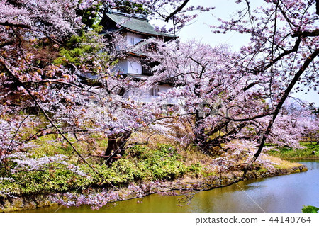 Hirosaki Castle Sakura Tsuji / Ninomaru 2018 Hirosaki Sakura Festival (Aomori Prefecture Hirosaki City Shimohakugincho) Hirosaki Castle Sakura Tsuji / Ninomaru 2018 Hirosaki Sakura Festival (Aomori Prefecture Hirosaki City Shimohakugincho) 44140764