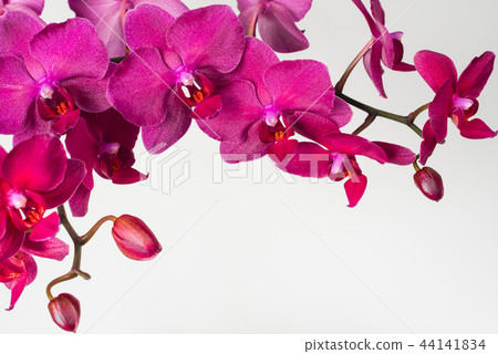 Magenta orchid branche. Magenta orchid branche. 44141834