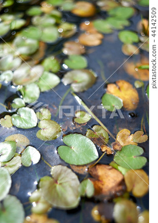 A lotus leaf 44142509