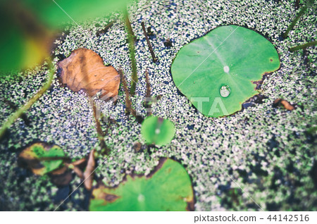 荷葉 荷葉 44142516