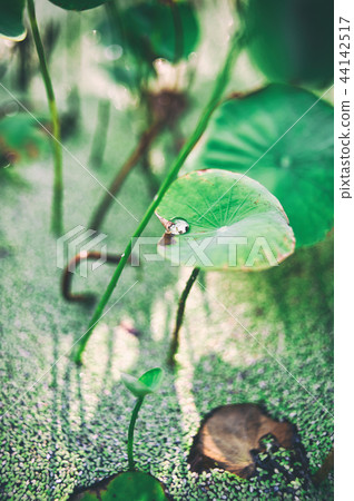 A lotus leaf A lotus leaf 44142517