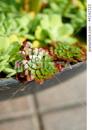 Water lettuce, dried 44142523
