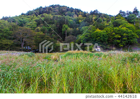 Yunohira wet field Morning scenery [Tochigi Prefecture Nikko City Yumoto] 44142618