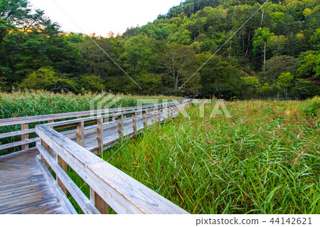 Yunohira wet field Morning scenery [Tochigi Prefecture Nikko City Yumoto] 44142621