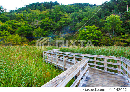 Yunohira wet field Morning scenery [Tochigi Prefecture Nikko City Yumoto] 44142622