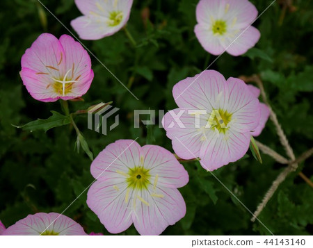 薄桃紅色野花傘speciosa 照片素材 圖片 圖庫