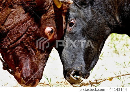 Yamakoshi的牛角投擲 44143144