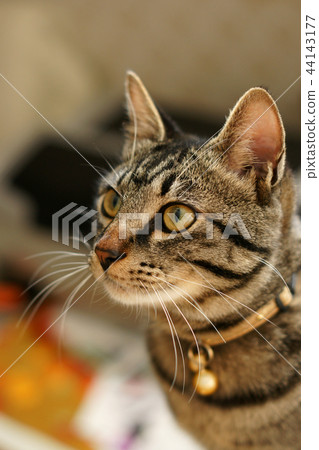 Tottori walks four seasons Love cat 44143177