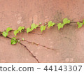 Ivy wall 44143307