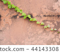 Ivy wall 44143308