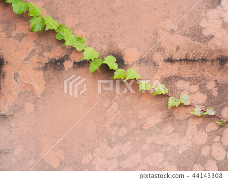 Ivy wall Ivy wall 44143308