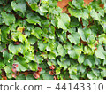 ivy wall 44143310