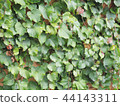ivy wall 44143311