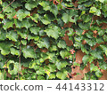 ivy wall 44143312