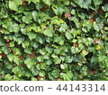 Green wall 44143314