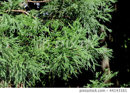 雪松葉 雪松葉 44143381