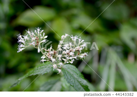 布朗eyedrybana 布朗eyedrybana 44143382