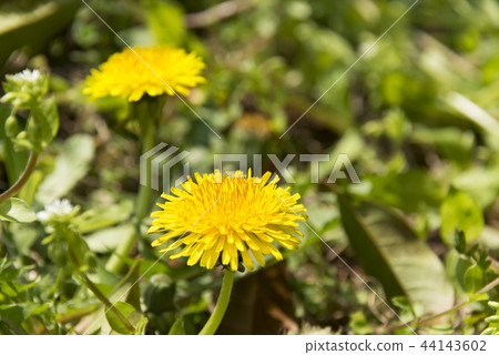 Dandelion flower 44143602