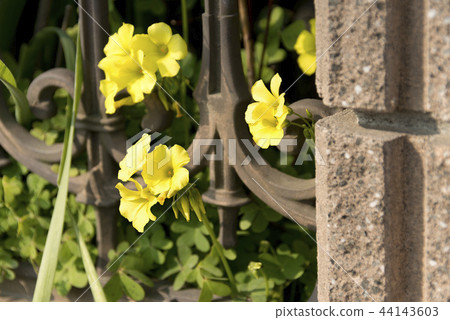 Yellow flower 44143603