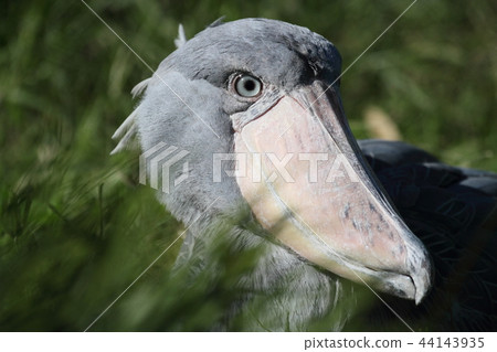 鯨頭鸛 44143935