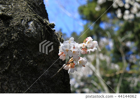 櫻花 44144062
