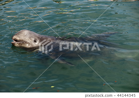 Hanagon Dou方 44144345