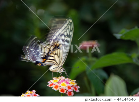 Swallowtail butterfly with slow shutter Swallowtail butterfly with slow shutter 44144540