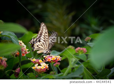 Swallowtail butterfly with slow shutter Swallowtail butterfly with slow shutter 44144541