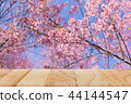 Empty wood table for display product and sakura 44144547