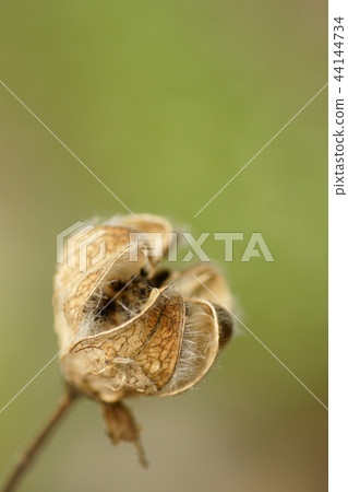 Tottori four season walk winter 44144734