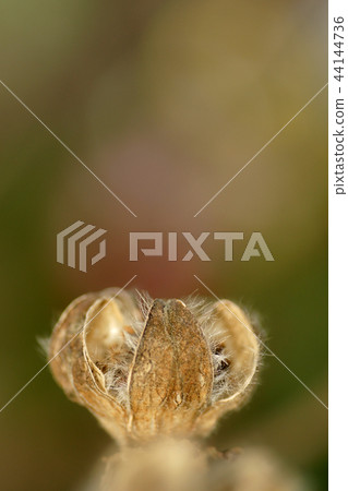 Tottori four season walk winter 44144736