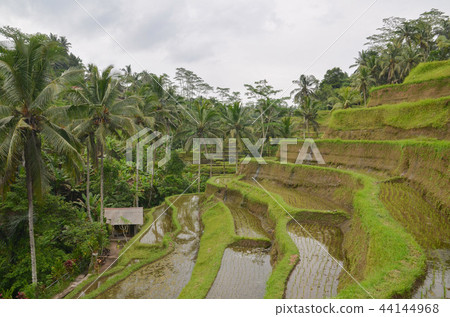Tegallalan Rice Terrace 44144968