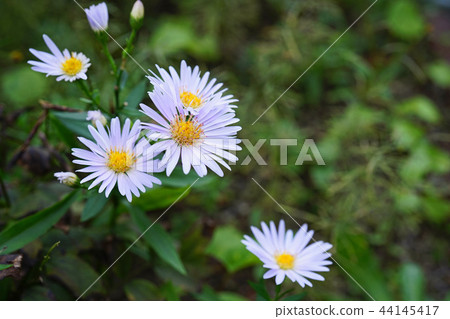 Beautiful light purple apricot 44145417