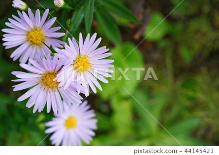 Beautiful light purple apricot 44145421