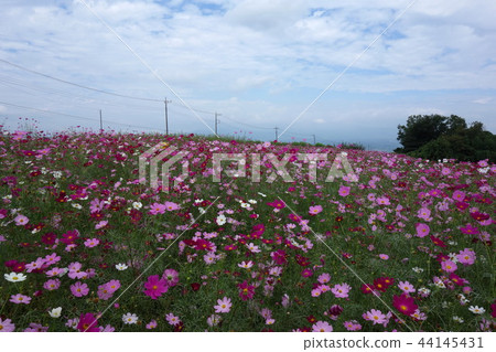 鼻子高視圖花小山波斯菊波斯菊 鼻子高視圖花小山波斯菊波斯菊 44145431