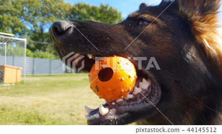 Beautiful young german shepherd dog playing with ball 44145512