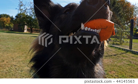Beautiful young german shepherd dog playing with ball Beautiful young german shepherd dog playing with ball 44145563