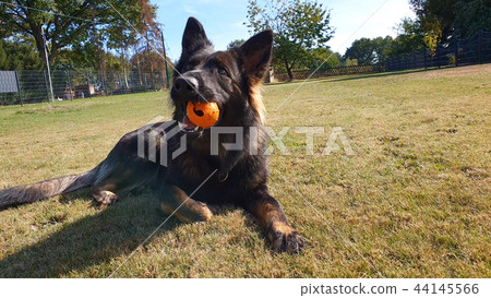 Beautiful young german shepherd dog playing with ball 44145566