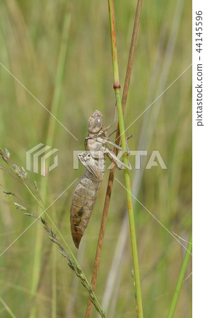 This is the shell of dragonfly 44145596
