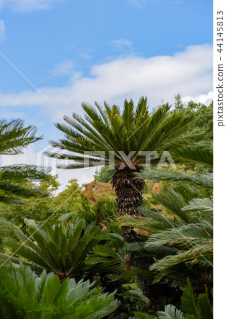 Cycadism tree 44145813