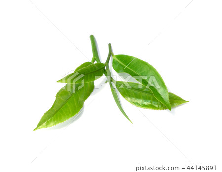 Green tea leaf isolated on white background 44145891