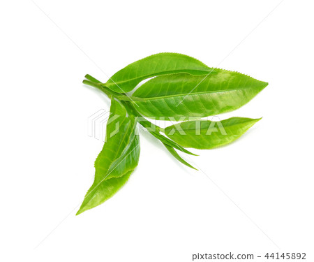 Green tea leaf isolated on white background Green tea leaf isolated on white background 44145892