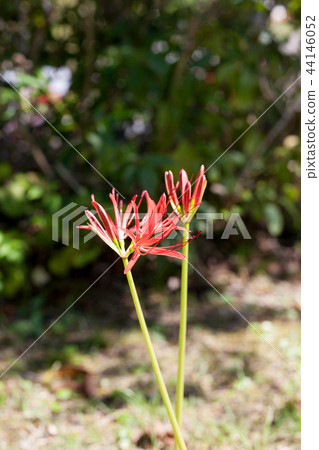 Cluster amaryllis 44146052